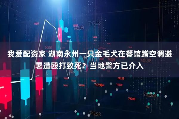 我爱配资家 湖南永州一只金毛犬在餐馆蹭空调避暑遭殴打致死？当地警方已介入